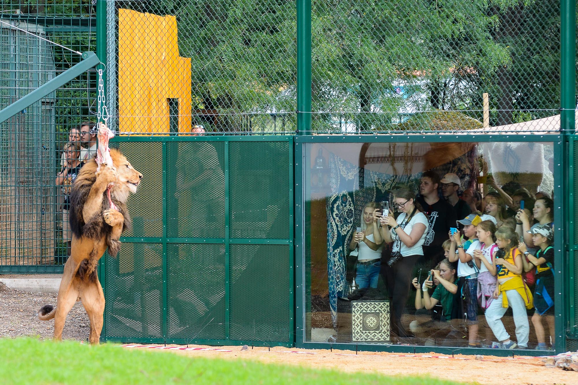 Plzeňská zoo modernizovala výběh pro lvy (foto: M. Pecuch, 28.6.2022)