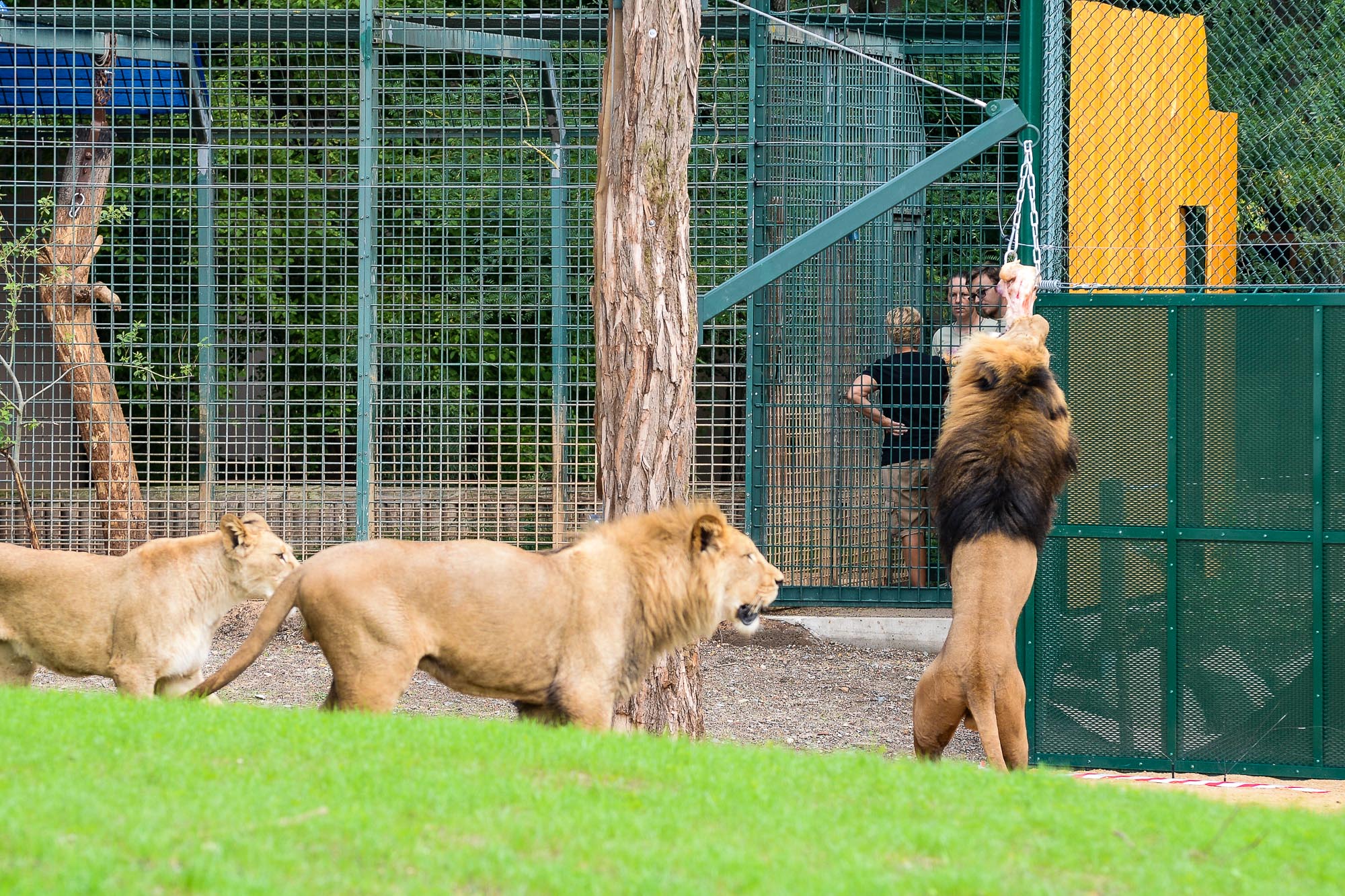 Plzeňská zoo modernizovala výběh pro lvy (foto: M. Pecuch, 28.6.2022)