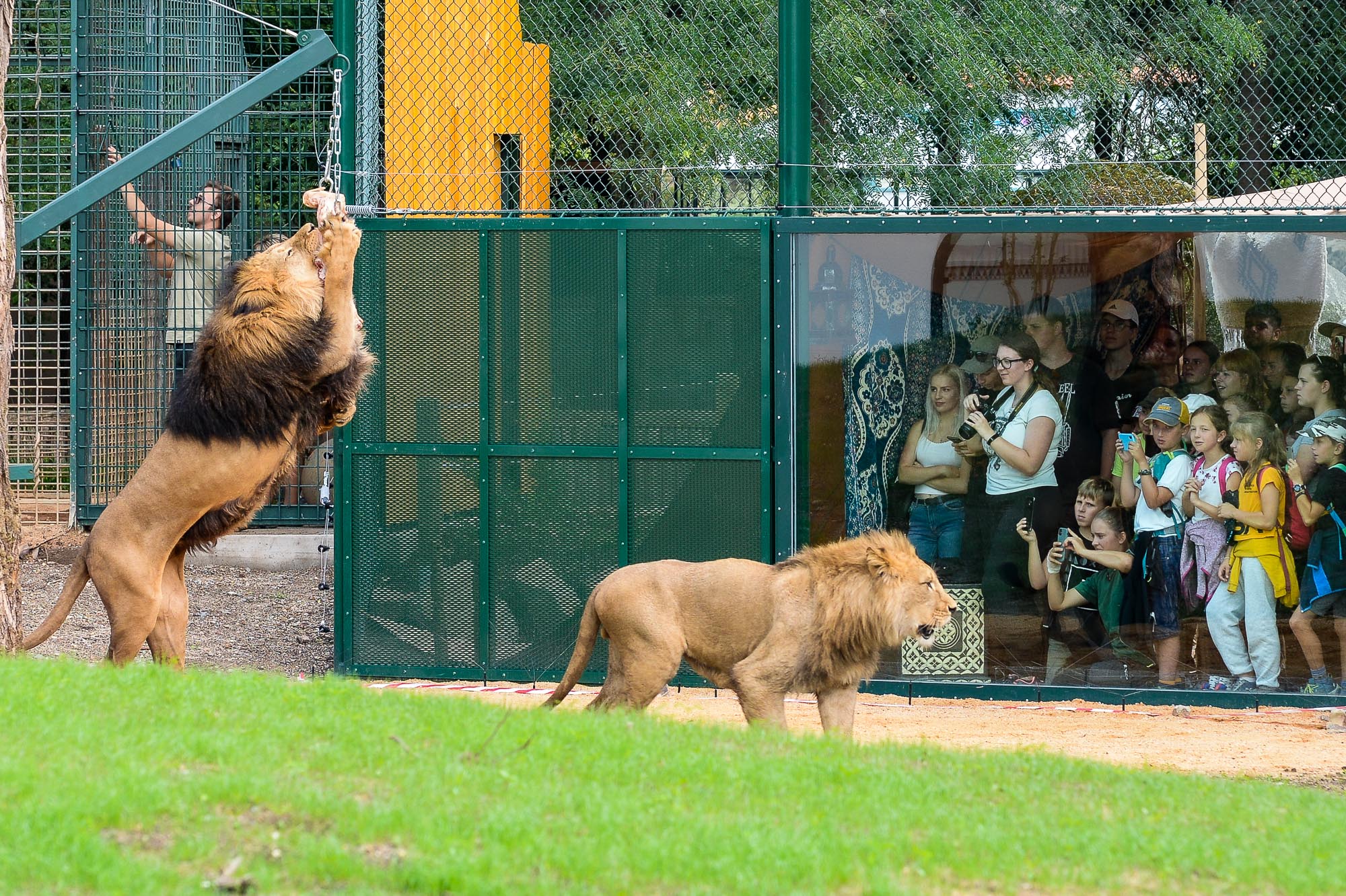 Plzeňská zoo modernizovala výběh pro lvy (foto: M. Pecuch, 28.6.2022)