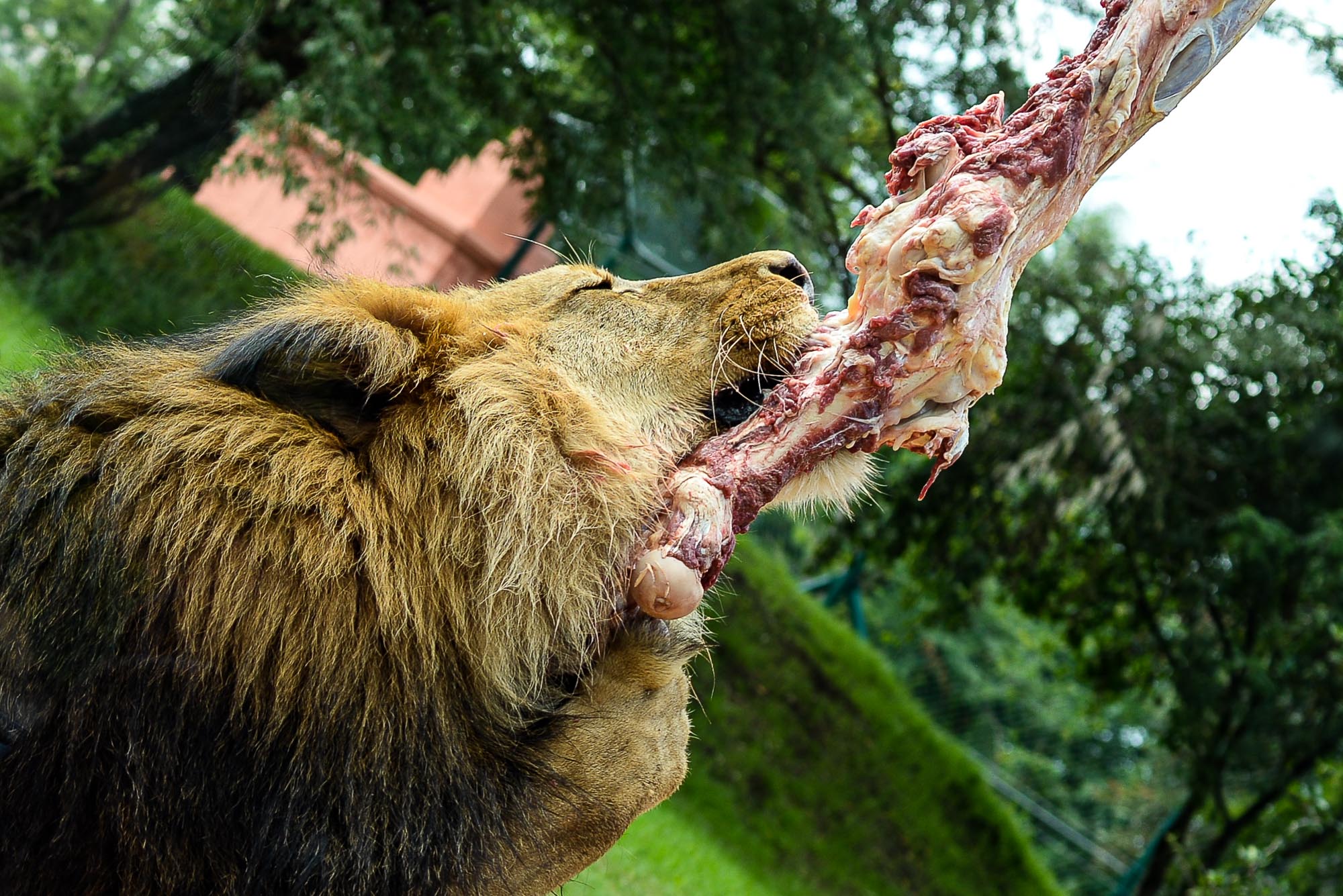 Plzeňská zoo modernizovala výběh pro lvy (foto: M. Pecuch, 28.6.2022)