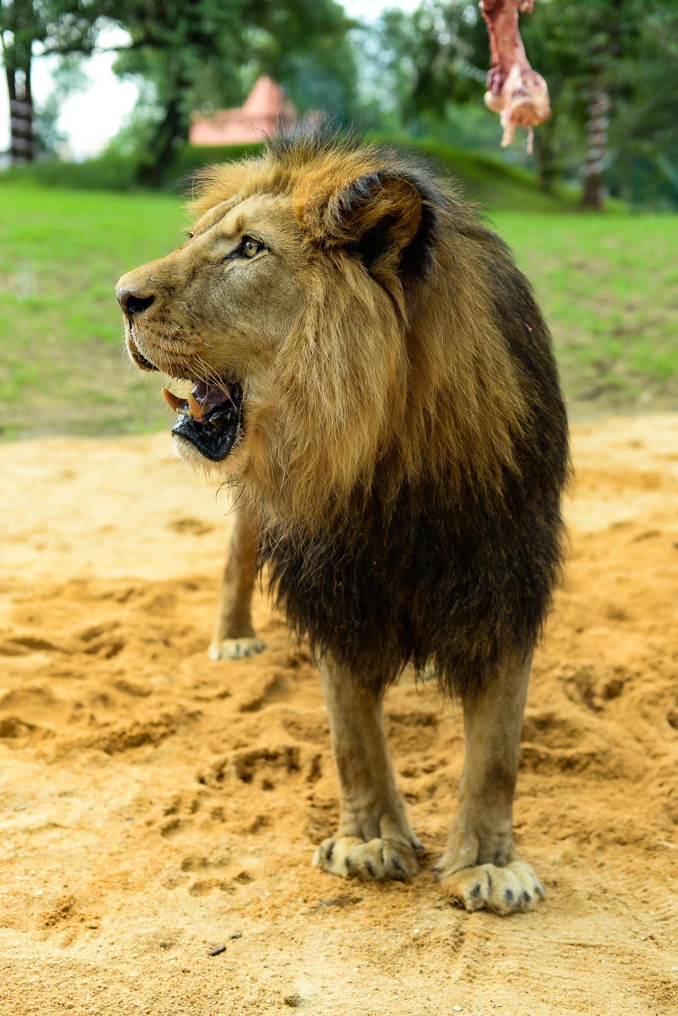 Plzeňská zoo modernizovala výběh pro lvy (foto: M. Pecuch, 28.6.2022)