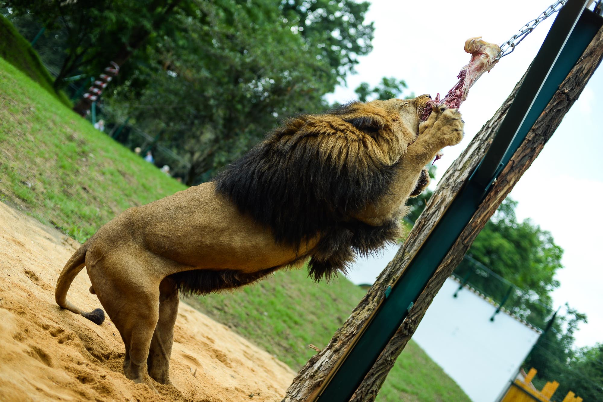 Plzeňská zoo modernizovala výběh pro lvy (foto: M. Pecuch, 28.6.2022)