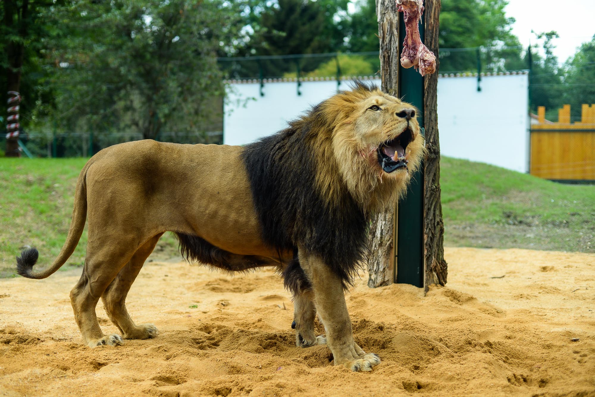 Plzeňská zoo modernizovala výběh pro lvy (foto: M. Pecuch, 28.6.2022)