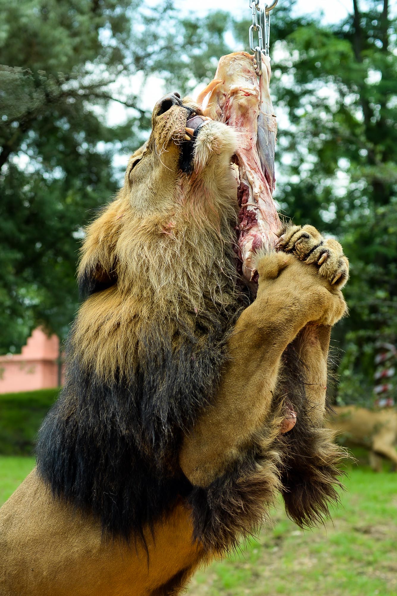Plzeňská zoo modernizovala výběh pro lvy (foto: M. Pecuch, 28.6.2022)