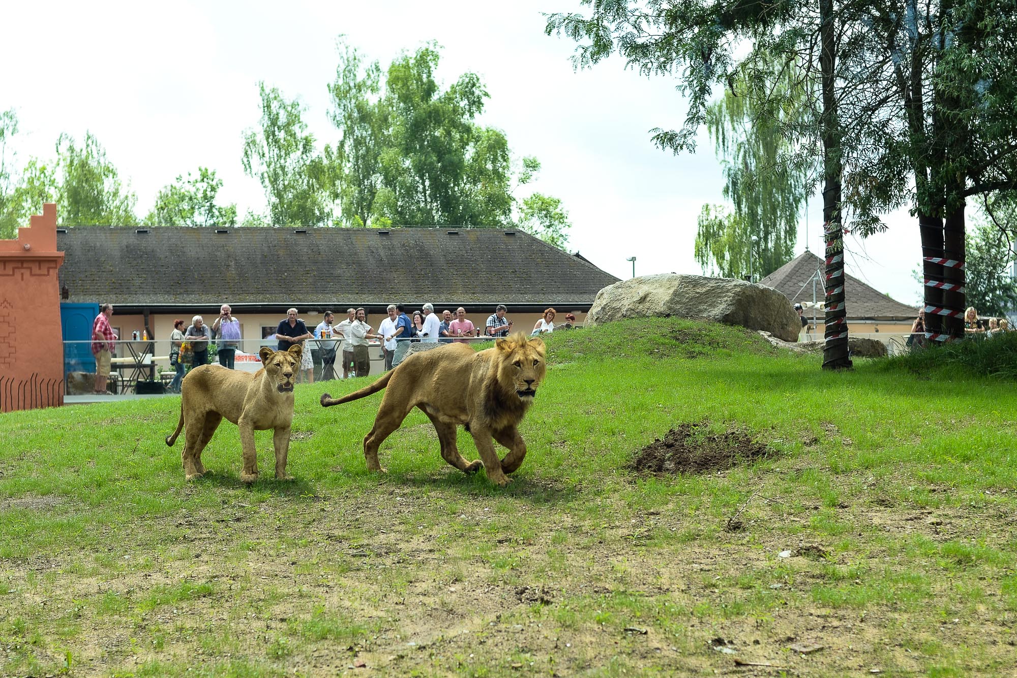 Plzeňská zoo modernizovala výběh pro lvy (foto: M. Pecuch, 28.6.2022)