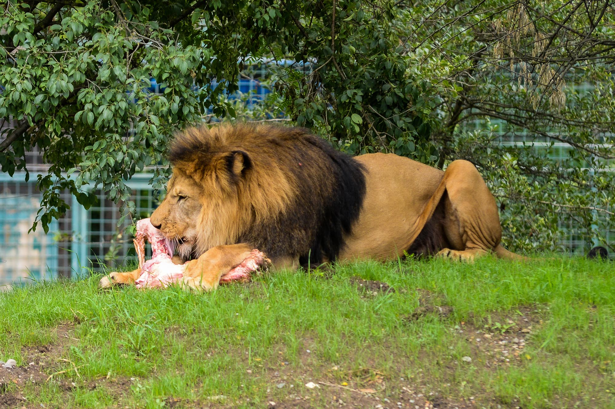 Plzeňská zoo modernizovala výběh pro lvy (foto: M. Pecuch, 28.6.2022)