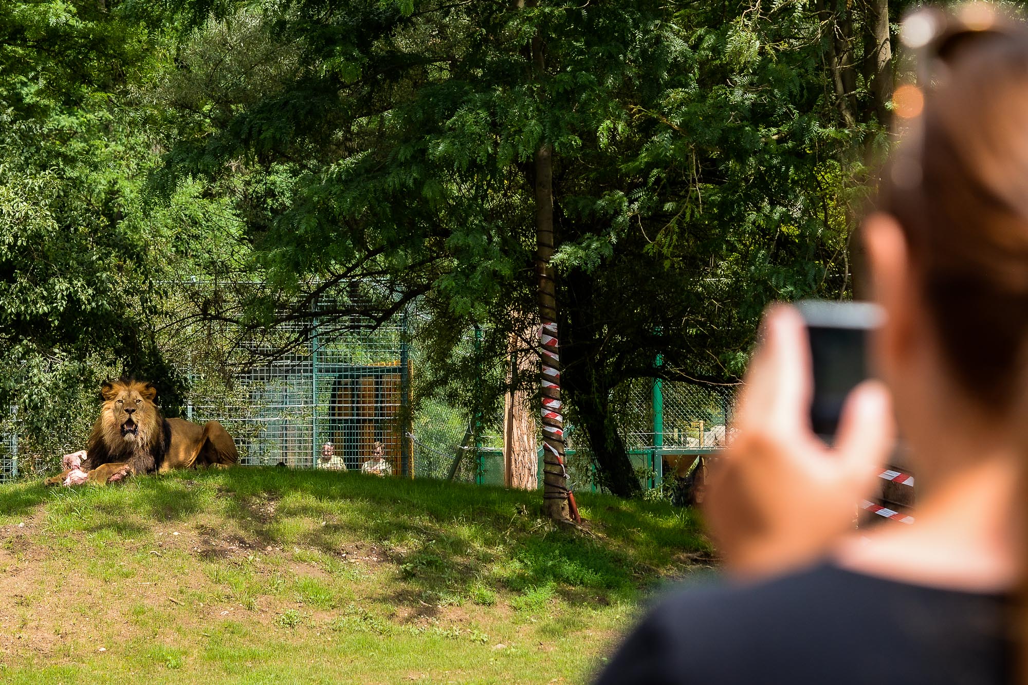 Plzeňská zoo modernizovala výběh pro lvy (foto: M. Pecuch, 28.6.2022)