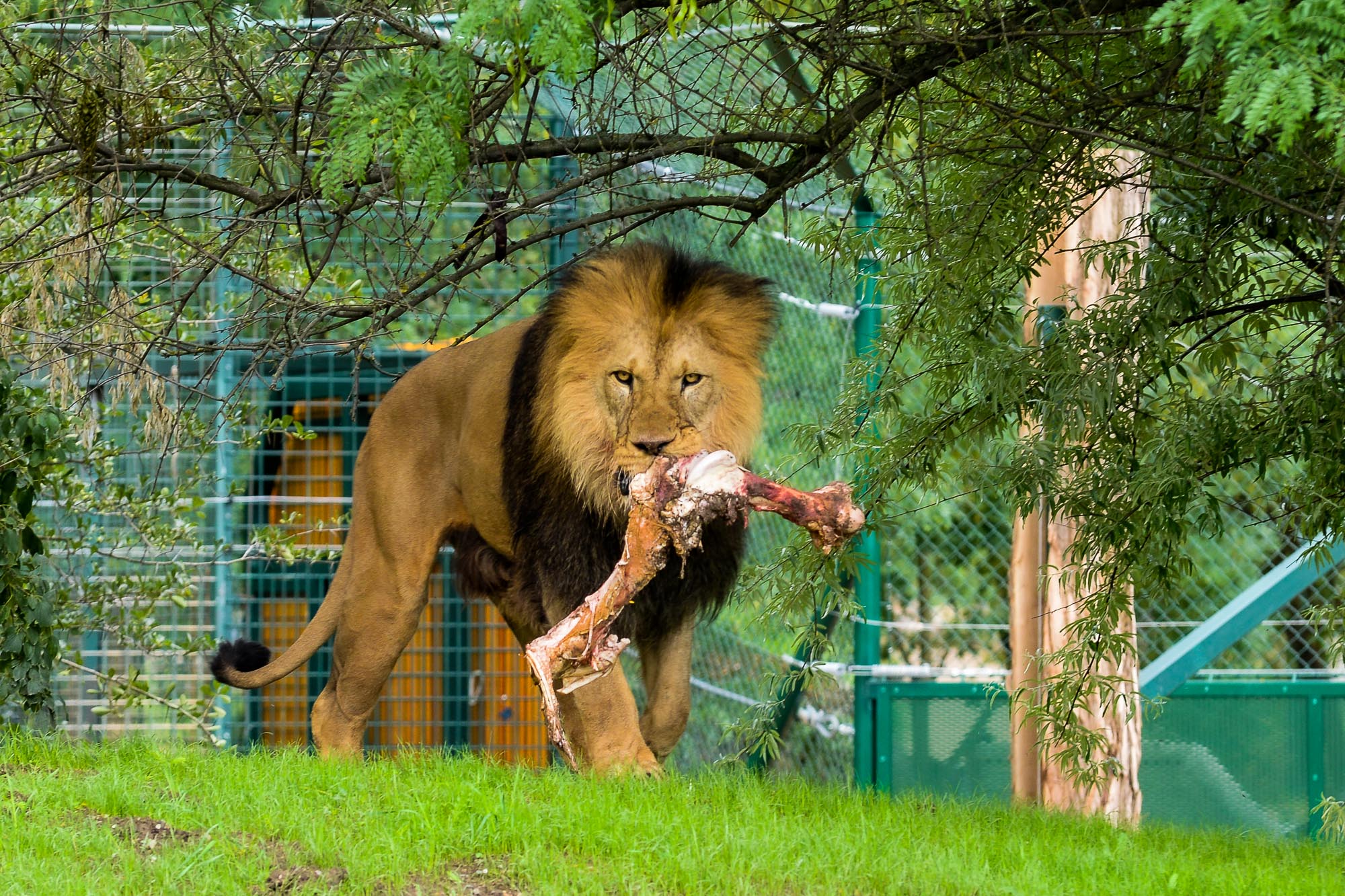 Plzeňská zoo modernizovala výběh pro lvy (foto: M. Pecuch, 28.6.2022)