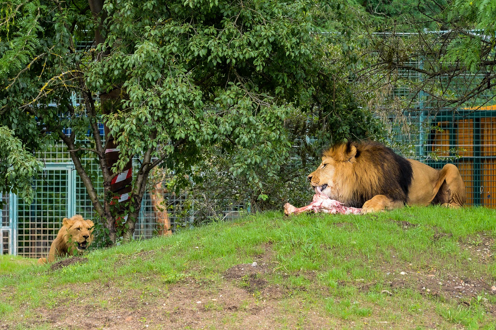 Plzeňská zoo modernizovala výběh pro lvy (foto: M. Pecuch, 28.6.2022)