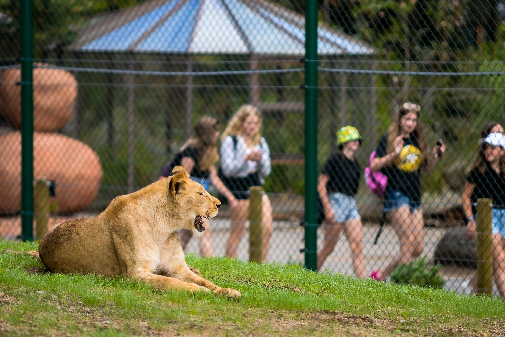 Plzeňská zoo modernizovala výběh pro lvy (foto: M. Pecuch, 28.6.2022)