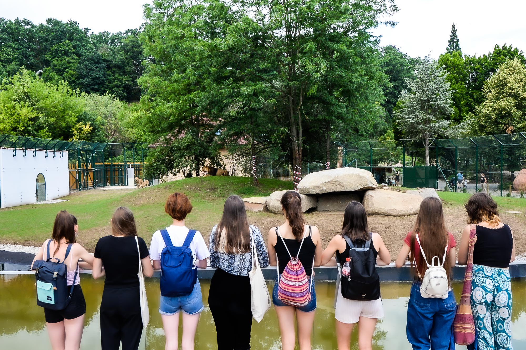 Plzeňská zoo modernizovala výběh pro lvy (foto: M. Pecuch, 28.6.2022)