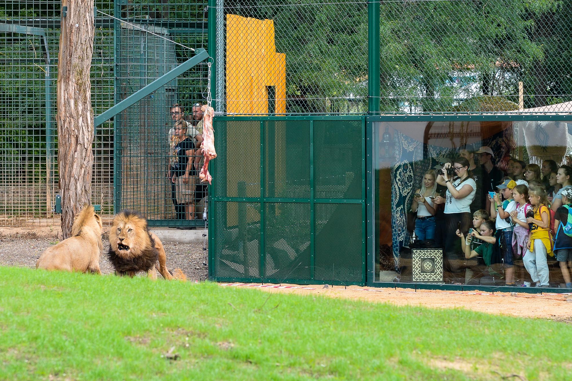 Plzeňská zoo modernizovala výběh pro lvy (foto: M. Pecuch, 28.6.2022)