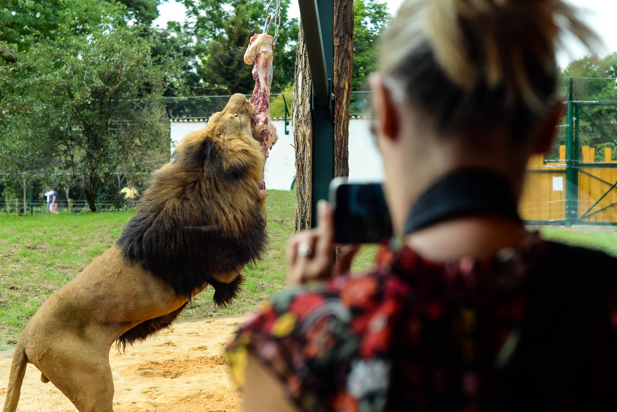 Plzeňská zoo modernizovala výběh pro lvy (foto: M. Pecuch, 28.6.2022)