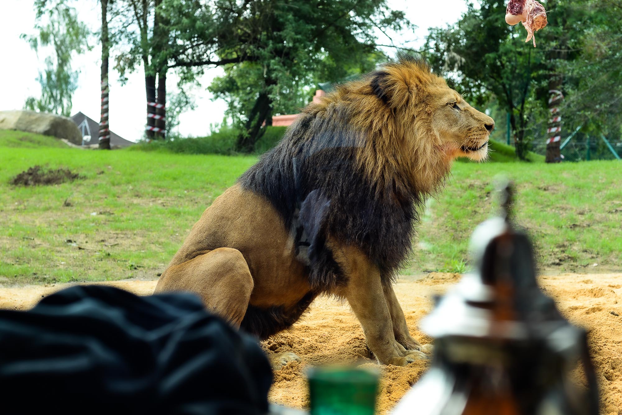 Plzeňská zoo modernizovala výběh pro lvy (foto: M. Pecuch, 28.6.2022)