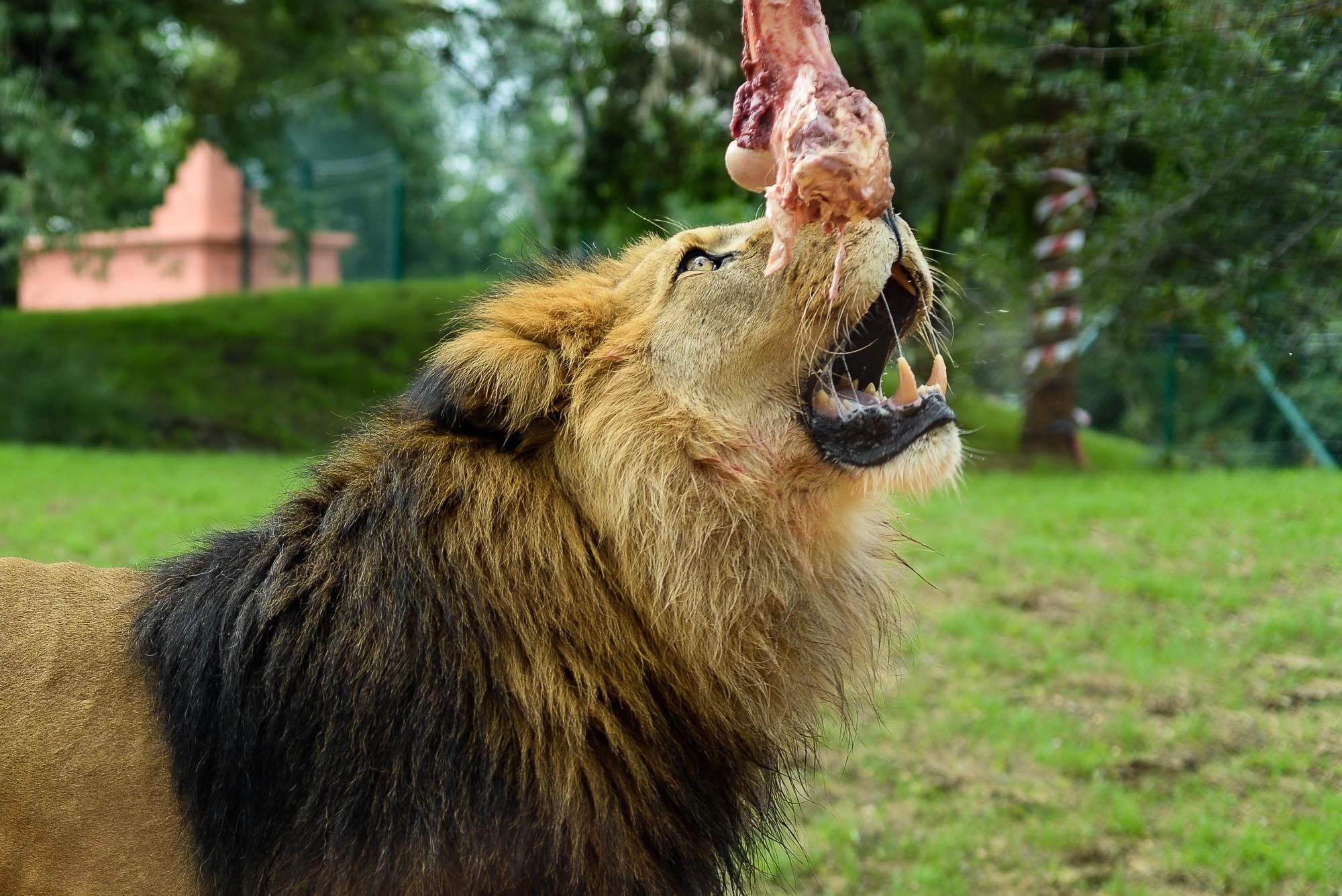 Plzeňská zoo modernizovala výběh pro lvy (foto: M. Pecuch, 28.6.2022)