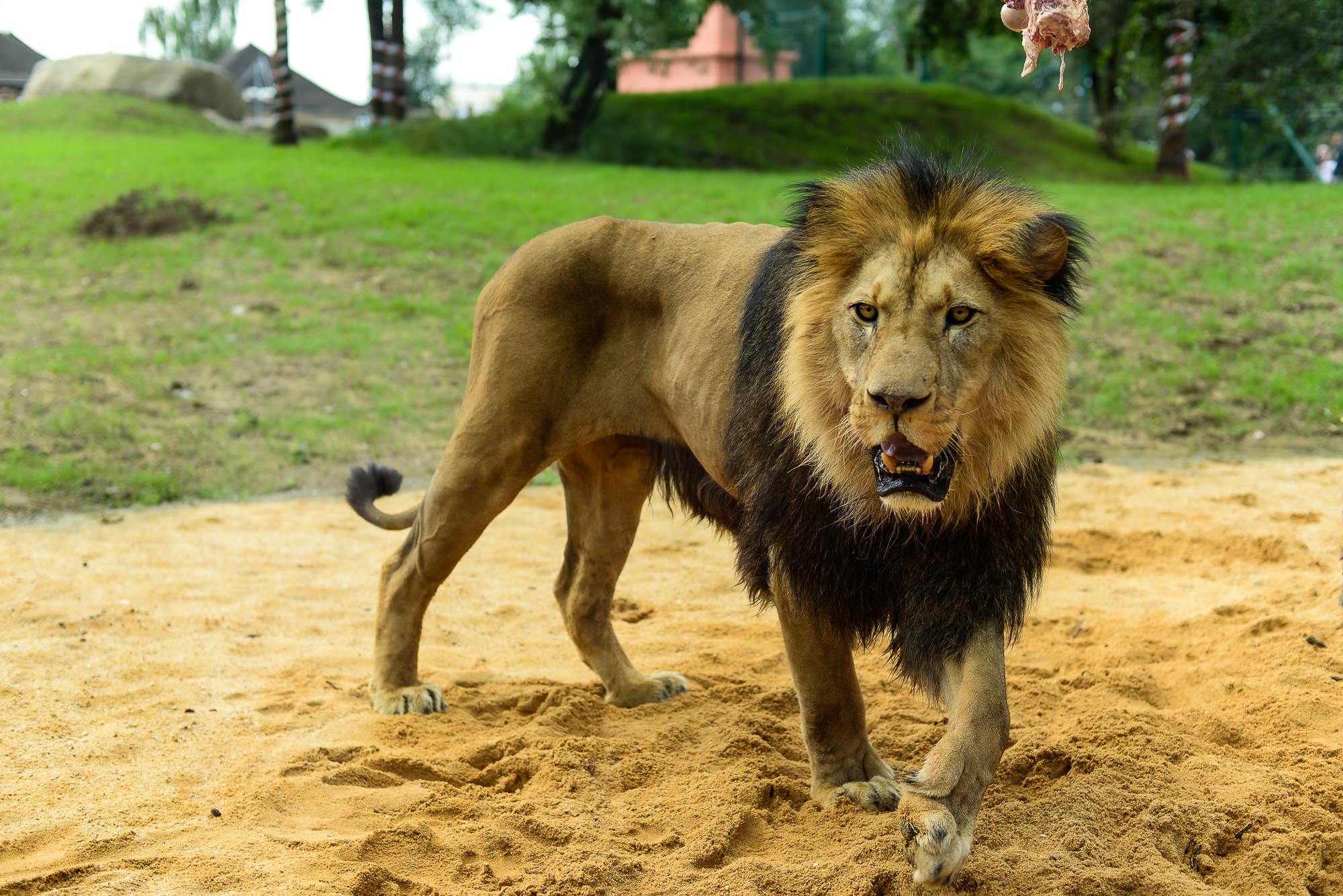 Plzeňská zoo modernizovala výběh pro lvy