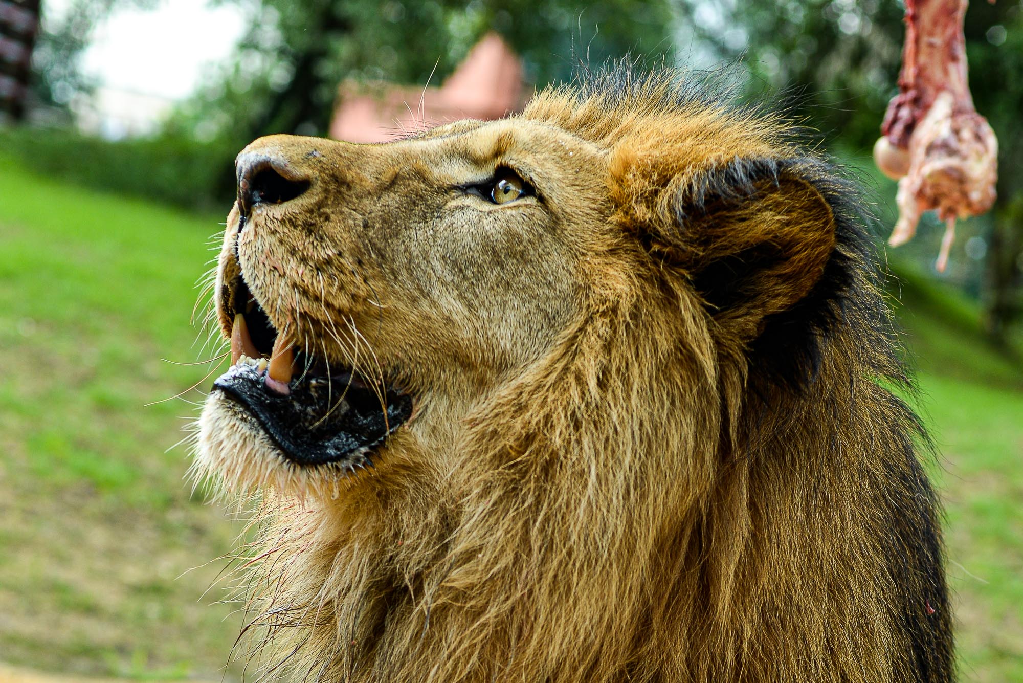 Plzeňská zoo modernizovala výběh pro lvy (foto: M. Pecuch, 28.6.2022)