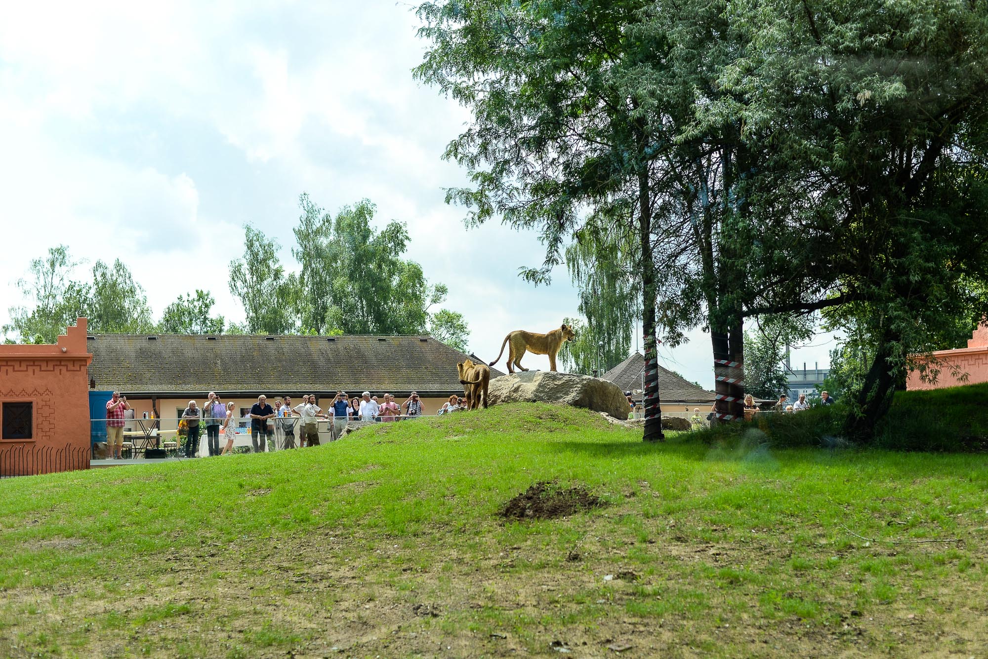 Plzeňská zoo modernizovala výběh pro lvy (foto: M. Pecuch, 28.6.2022)