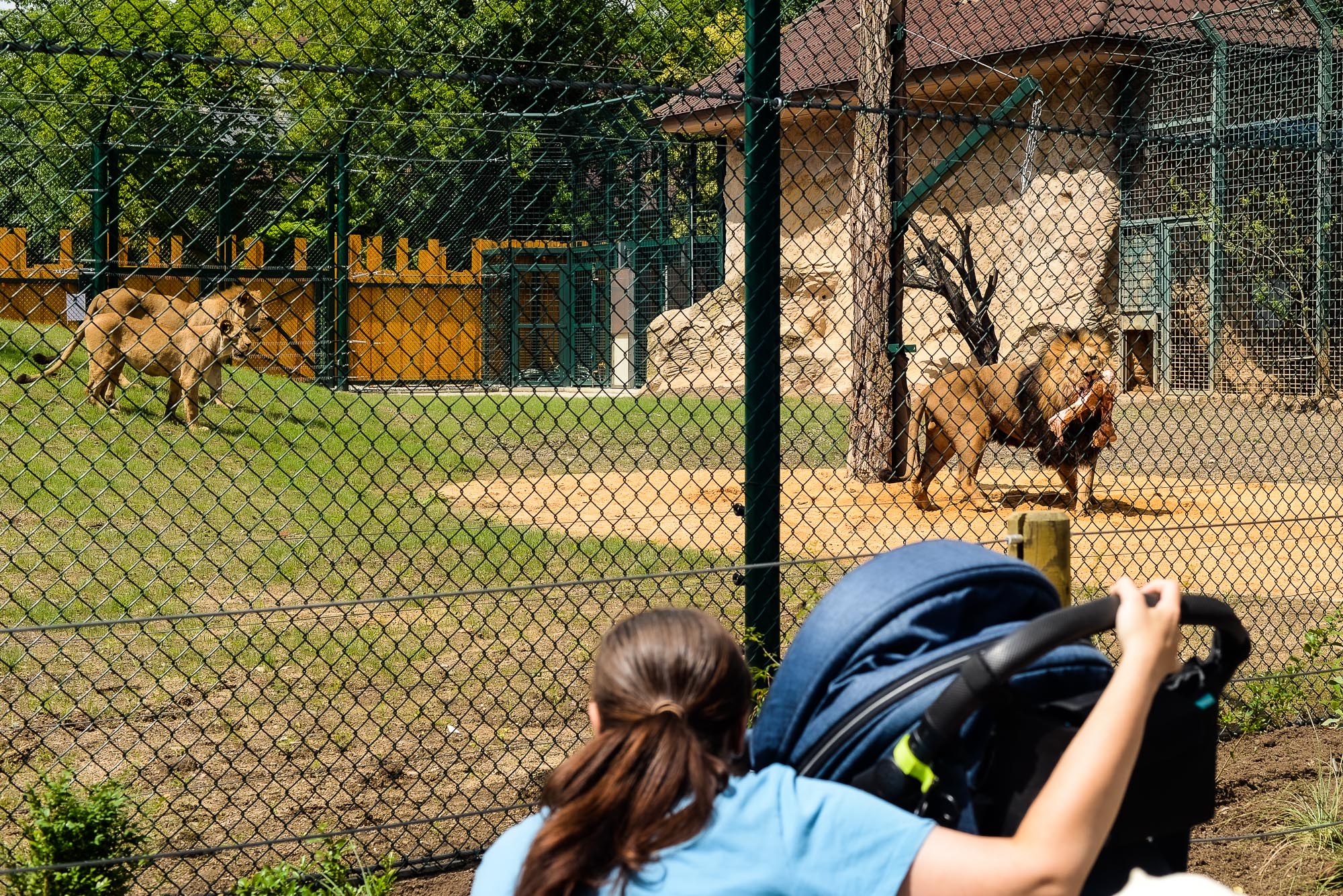 Plzeňská zoo modernizovala výběh pro lvy (foto: M. Pecuch, 28.6.2022)