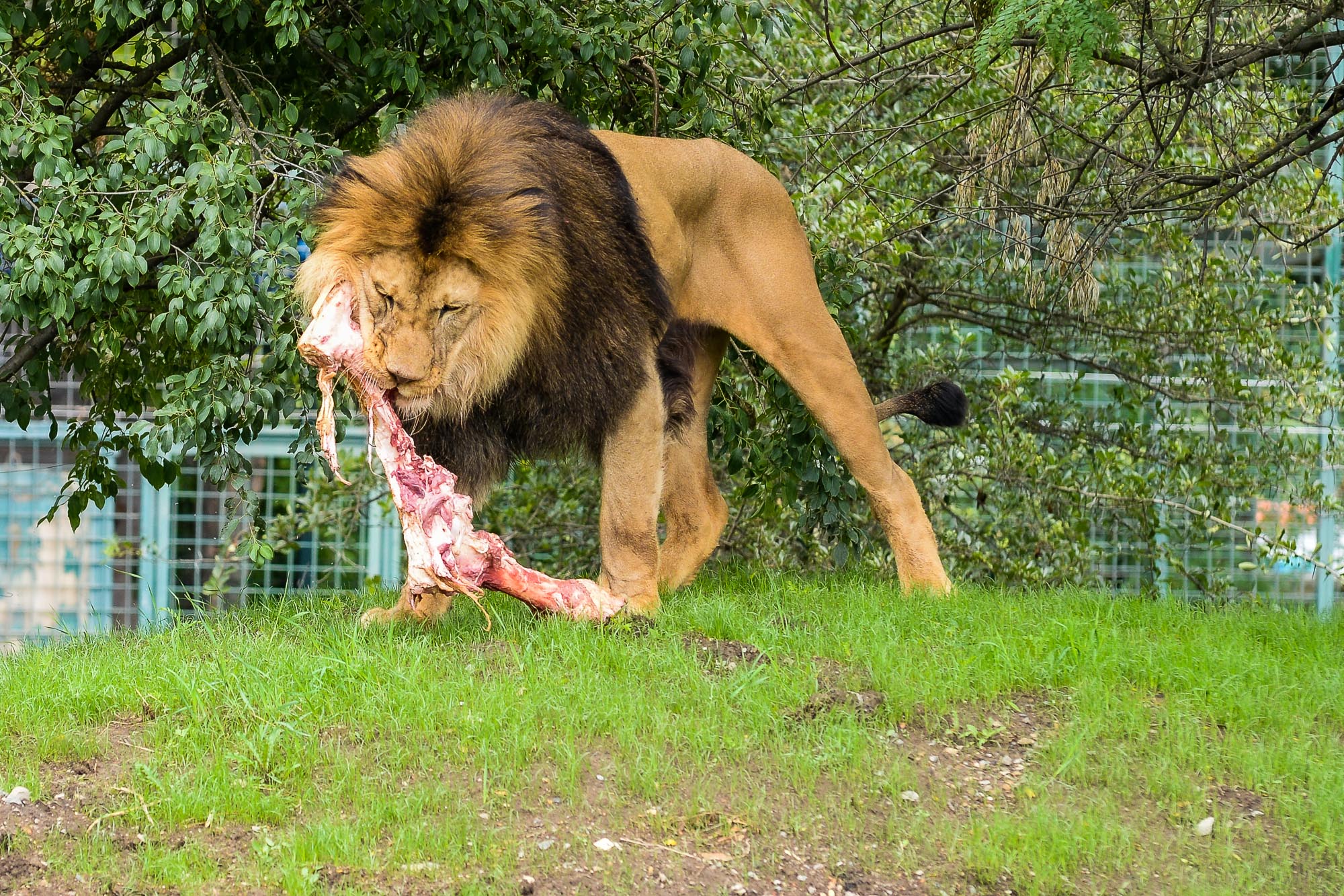 Plzeňská zoo modernizovala výběh pro lvy (foto: M. Pecuch, 28.6.2022)