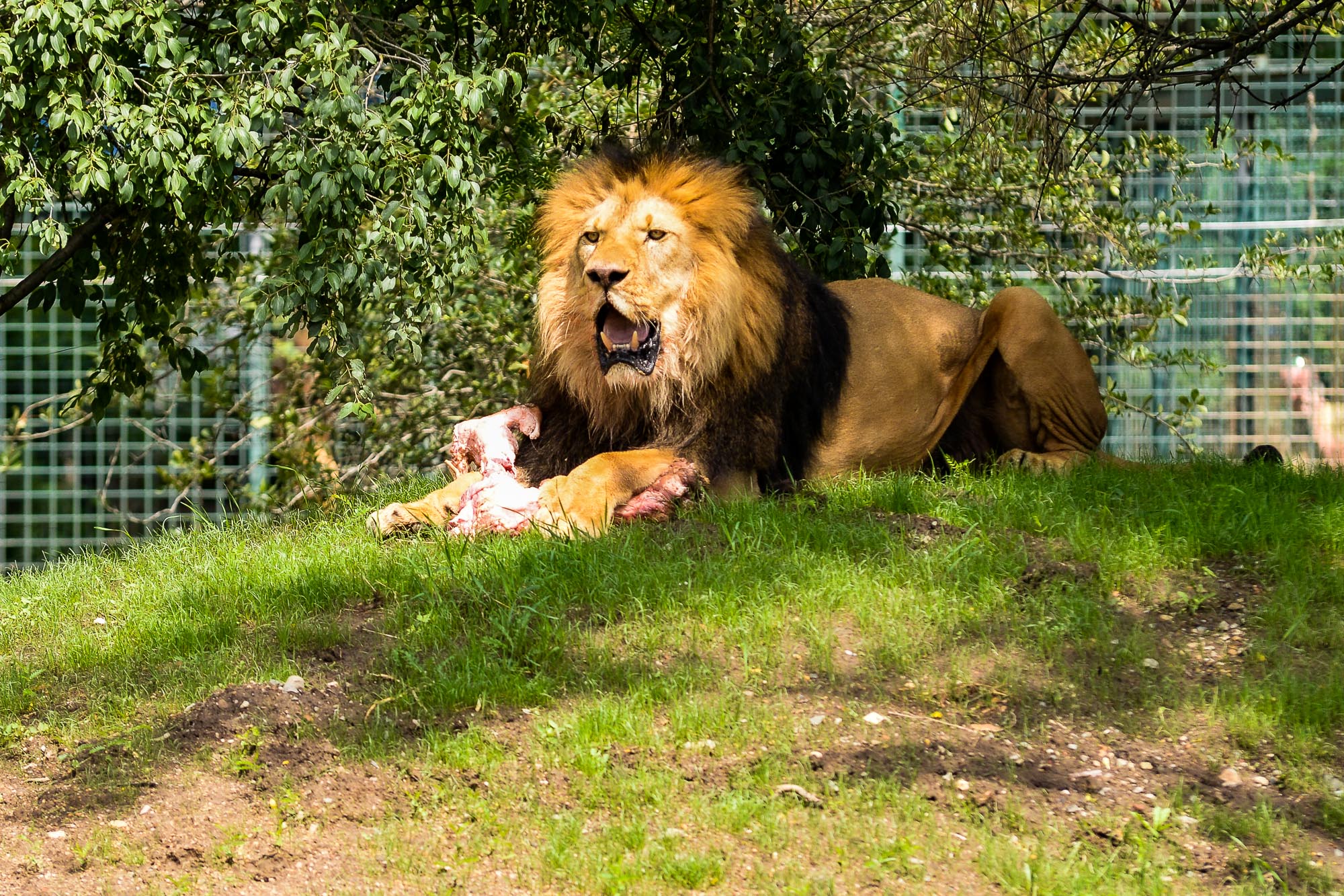 Plzeňská zoo modernizovala výběh pro lvy (foto: M. Pecuch, 28.6.2022)