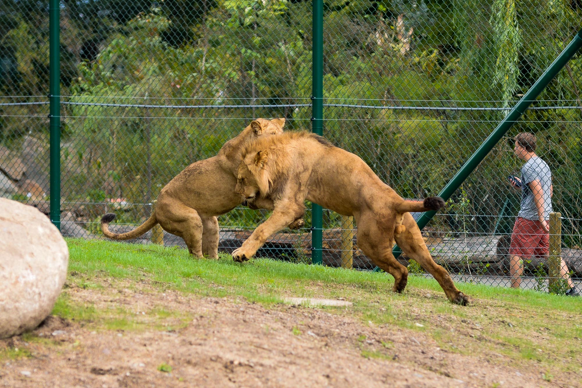 Plzeňská zoo modernizovala výběh pro lvy (foto: M. Pecuch, 28.6.2022)