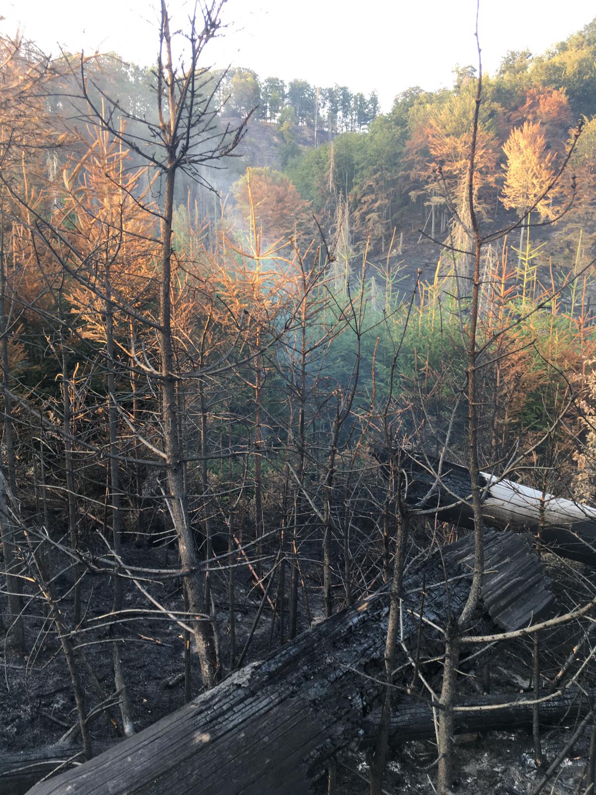 Dobrovolní hasiči z Plzně pomáhali při požáru v Hřensku