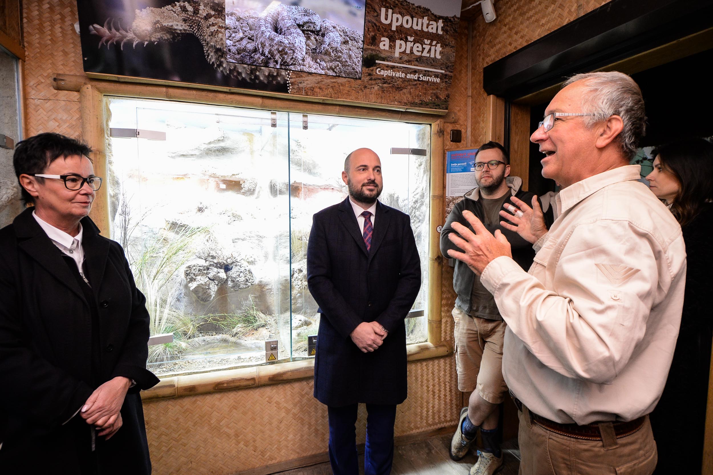 Zoo Plzeň přivítala ojedinělý přírůstek, v Království jedu chová zmiji pavoučí (foto: M. Pecuch, 23.2.2023)