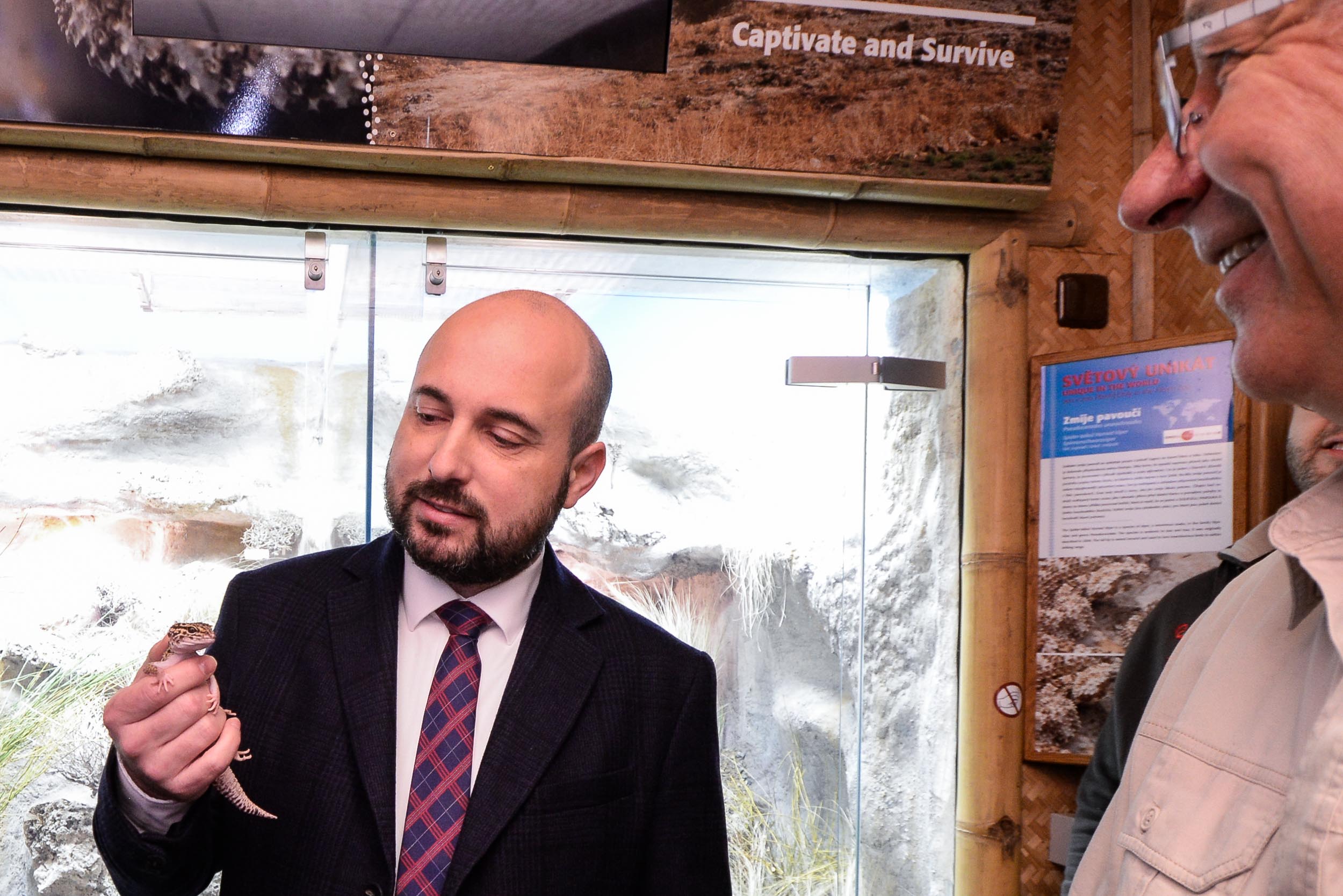 Zoo Plzeň přivítala ojedinělý přírůstek, v Království jedu chová zmiji pavoučí (foto: M. Pecuch, 23.2.2023)