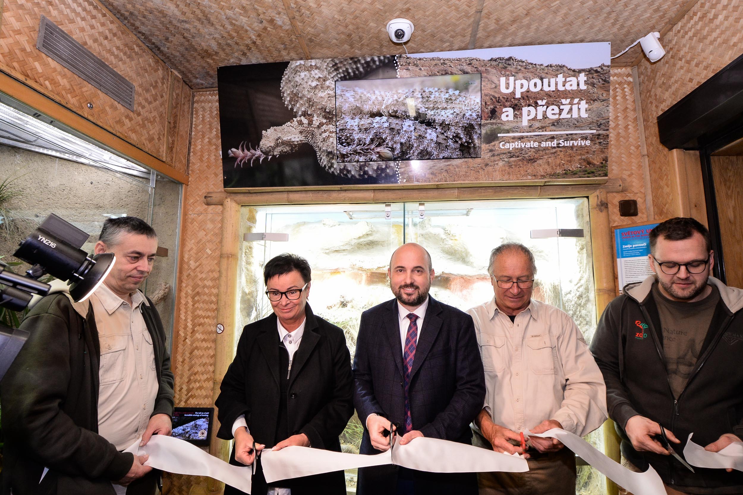 Zoo Plzeň přivítala ojedinělý přírůstek, v Království jedu chová zmiji pavoučí (foto: M. Pecuch, 23.2.2023)