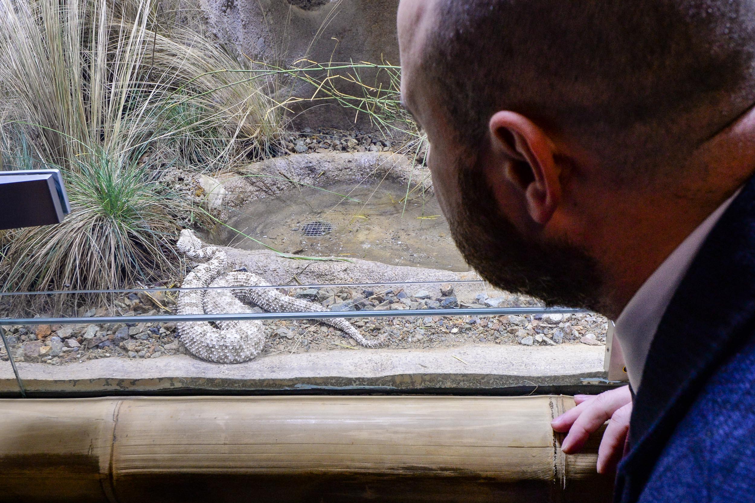 Zoo Plzeň přivítala ojedinělý přírůstek, v Království jedu chová zmiji pavoučí (foto: M. Pecuch, 23.2.2023)