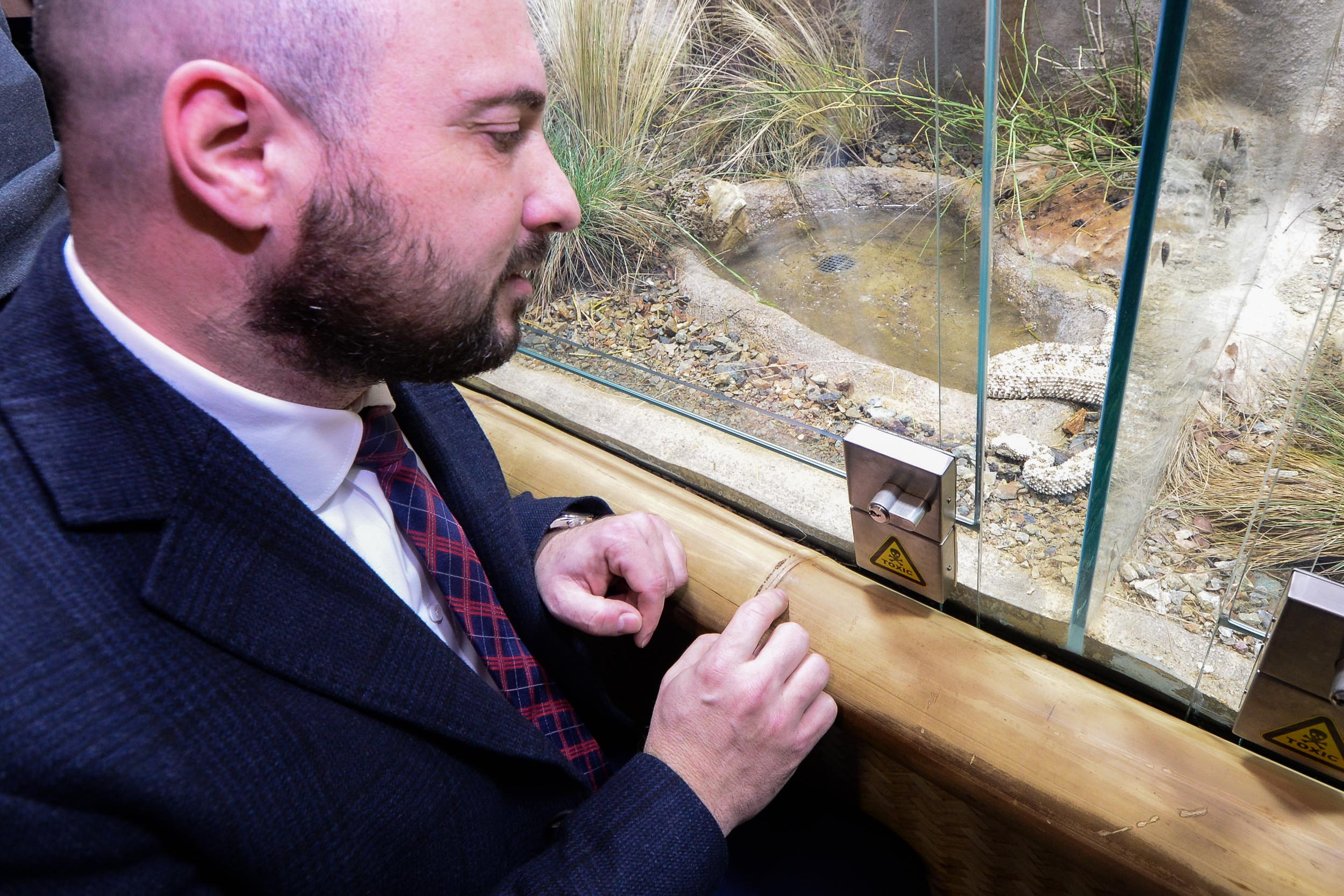 Zoo Plzeň přivítala ojedinělý přírůstek, v Království jedu chová zmiji pavoučí (foto: M. Pecuch, 23.2.2023)