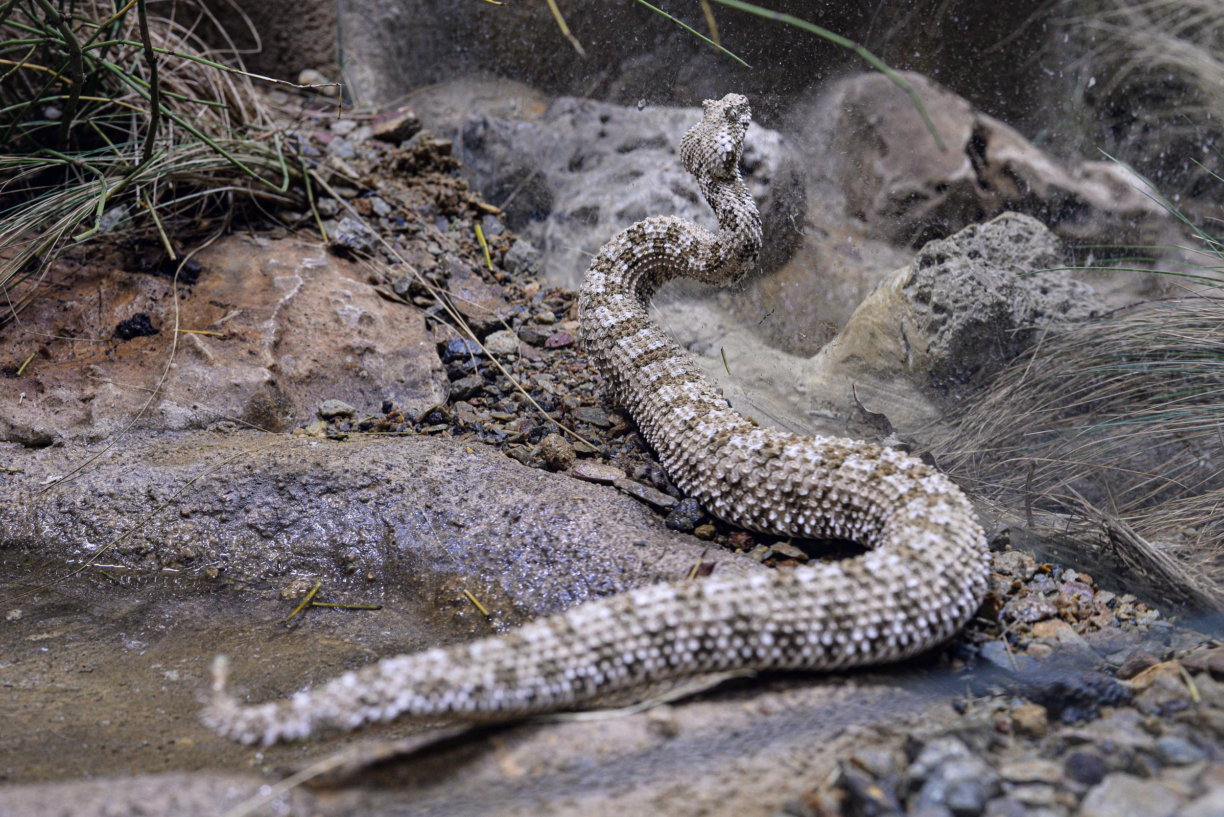 Zoo Plzeň přivítala ojedinělý přírůstek, v Království jedu chová zmiji pavoučí (foto: M. Pecuch, 23.2.2023)