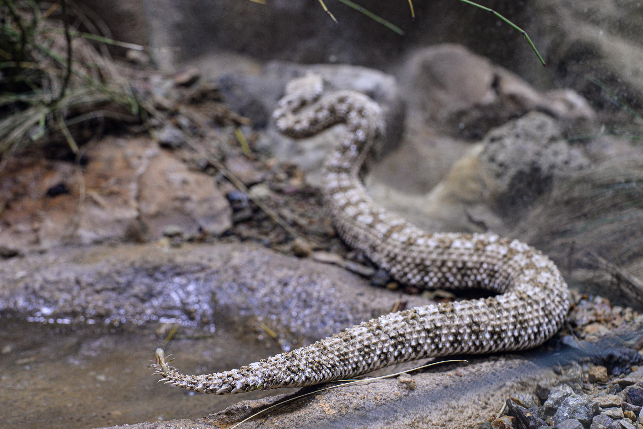 Zoo Plzeň přivítala ojedinělý přírůstek, v Království jedu chová zmiji pavoučí