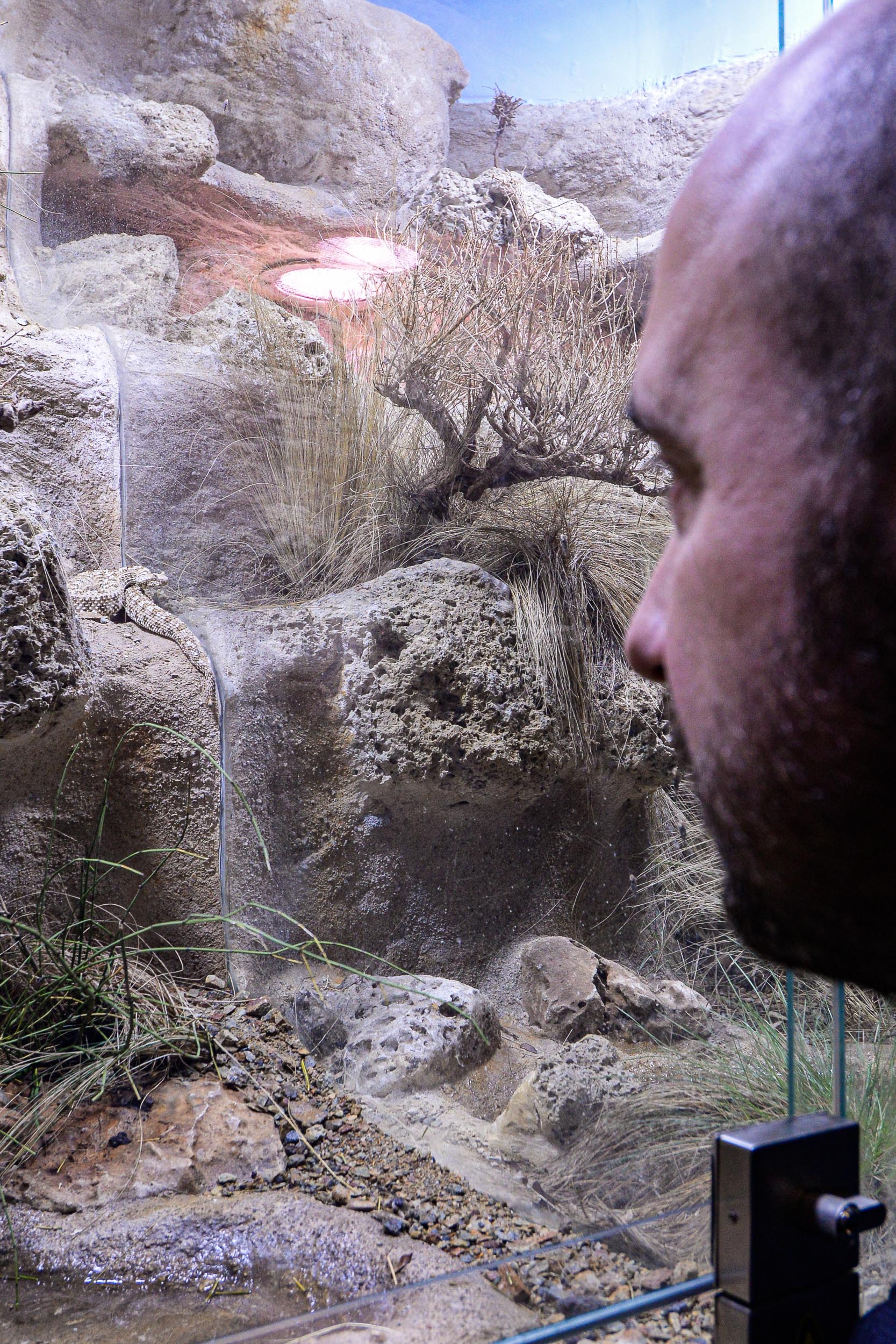 Zoo Plzeň přivítala ojedinělý přírůstek, v Království jedu chová zmiji pavoučí (foto: M. Pecuch, 23.2.2023)