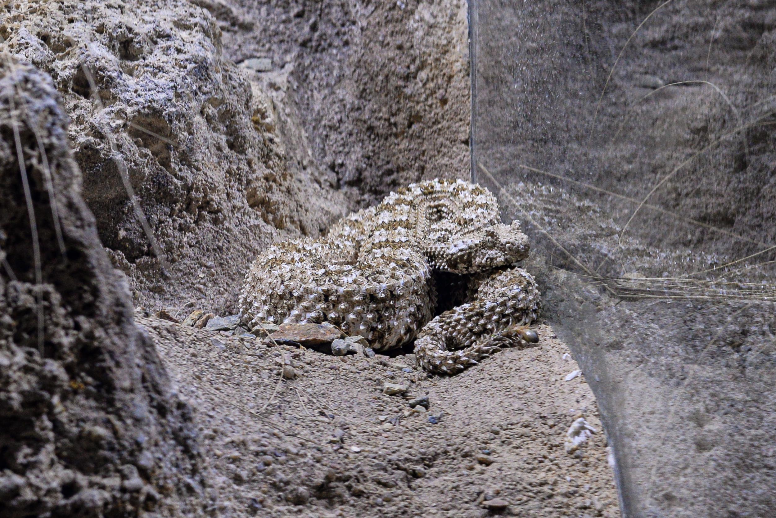 Zoo Plzeň přivítala ojedinělý přírůstek, v Království jedu chová zmiji pavoučí (foto: M. Pecuch, 23.2.2023)