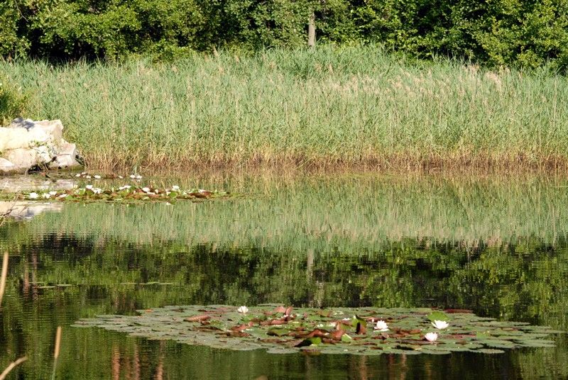 Velký bolevecký rybník (foto: 23.7.2013)