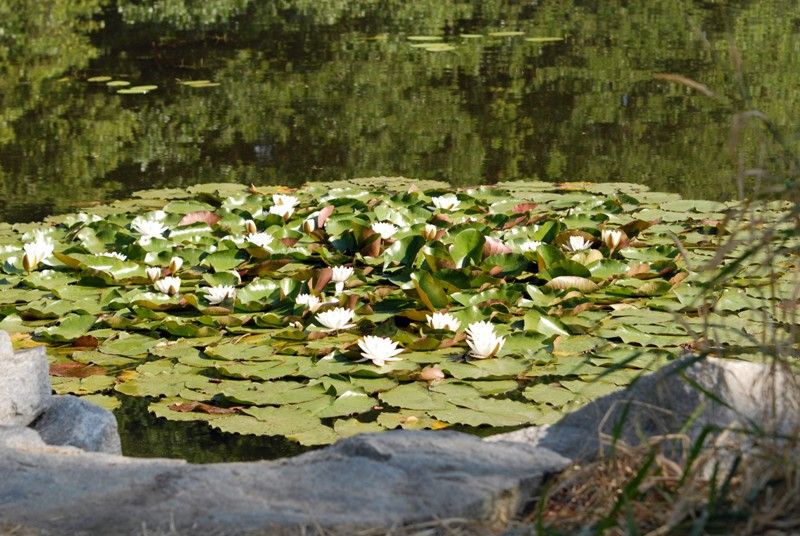 Velký bolevecký rybník (foto: 23.7.2013)