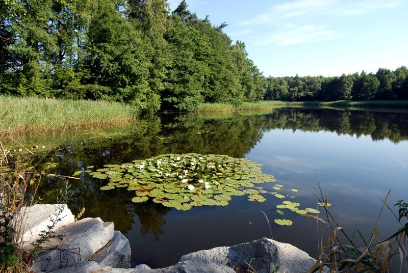 Velký bolevecký rybník (foto: 23.7.2013)