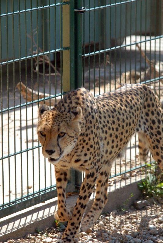 Od dnešního dne (15.8.2013) mají dva gepardi ze zoologické zahrady svá jména. Khalid a Rayan, což v překladu znamená v prvním případě nesmrtelná bytost, ve druhém brána do ráje. Dostali stejná jména jako jejich kmotři, kterými jsou chlapci podnikatele Wálida Osmana ze Spojených arabských emirátů. Právě tady tato vzácná zvířata ve volné přírodě žijí. Plzeňští gepardi patří k ojediněle chovanému poddruhu severoafrických súdánských gepardů, které chová jen minimum evropských zoo. Návštěvníci je najdou v komplexu afrických a asijských expozic. V zoo jsou od roku 2010. Slavnostní akce, která se nesla v arabském duchu, se zúčastnila také náměstkyně primátora Eva Herinková a radní Jiří Kuthan.