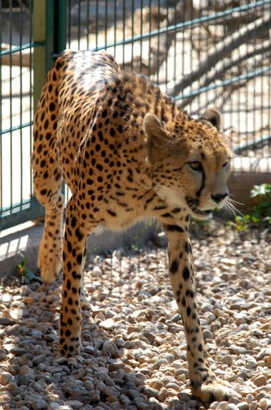 Od dnešního dne (15.8.2013) mají dva gepardi ze zoologické zahrady svá jména. Khalid a Rayan, což v překladu znamená v prvním případě nesmrtelná bytost, ve druhém brána do ráje. Dostali stejná jména jako jejich kmotři, kterými jsou chlapci podnikatele Wálida Osmana ze Spojených arabských emirátů. Právě tady tato vzácná zvířata ve volné přírodě žijí. Plzeňští gepardi patří k ojediněle chovanému poddruhu severoafrických súdánských gepardů, které chová jen minimum evropských zoo. Návštěvníci je najdou v komplexu afrických a asijských expozic. V zoo jsou od roku 2010. Slavnostní akce, která se nesla v arabském duchu, se zúčastnila také náměstkyně primátora Eva Herinková a radní Jiří Kuthan.