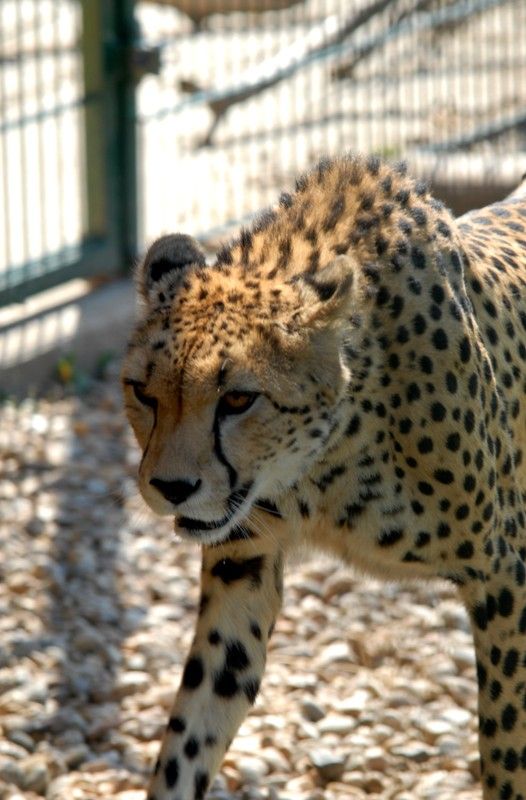 Od dnešního dne (15.8.2013) mají dva gepardi ze zoologické zahrady svá jména. Khalid a Rayan, což v překladu znamená v prvním případě nesmrtelná bytost, ve druhém brána do ráje. Dostali stejná jména jako jejich kmotři, kterými jsou chlapci podnikatele Wálida Osmana ze Spojených arabských emirátů. Právě tady tato vzácná zvířata ve volné přírodě žijí. Plzeňští gepardi patří k ojediněle chovanému poddruhu severoafrických súdánských gepardů, které chová jen minimum evropských zoo. Návštěvníci je najdou v komplexu afrických a asijských expozic. V zoo jsou od roku 2010. Slavnostní akce, která se nesla v arabském duchu, se zúčastnila také náměstkyně primátora Eva Herinková a radní Jiří Kuthan.
