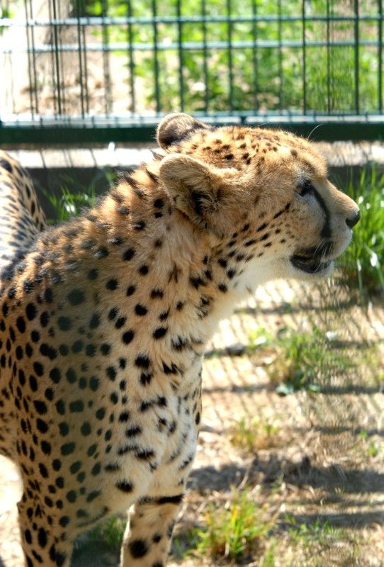 Od dnešního dne (15.8.2013) mají dva gepardi ze zoologické zahrady svá jména. Khalid a Rayan, což v překladu znamená v prvním případě nesmrtelná bytost, ve druhém brána do ráje. Dostali stejná jména jako jejich kmotři, kterými jsou chlapci podnikatele Wálida Osmana ze Spojených arabských emirátů. Právě tady tato vzácná zvířata ve volné přírodě žijí. Plzeňští gepardi patří k ojediněle chovanému poddruhu severoafrických súdánských gepardů, které chová jen minimum evropských zoo. Návštěvníci je najdou v komplexu afrických a asijských expozic. V zoo jsou od roku 2010. Slavnostní akce, která se nesla v arabském duchu, se zúčastnila také náměstkyně primátora Eva Herinková a radní Jiří Kuthan.