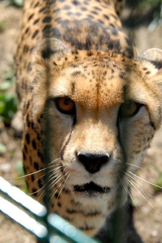 Od dnešního dne (15.8.2013) mají dva gepardi ze zoologické zahrady svá jména. Khalid a Rayan, což v překladu znamená v prvním případě nesmrtelná bytost, ve druhém brána do ráje. Dostali stejná jména jako jejich kmotři, kterými jsou chlapci podnikatele Wálida Osmana ze Spojených arabských emirátů. Právě tady tato vzácná zvířata ve volné přírodě žijí. Plzeňští gepardi patří k ojediněle chovanému poddruhu severoafrických súdánských gepardů, které chová jen minimum evropských zoo. Návštěvníci je najdou v komplexu afrických a asijských expozic. V zoo jsou od roku 2010. Slavnostní akce, která se nesla v arabském duchu, se zúčastnila také náměstkyně primátora Eva Herinková a radní Jiří Kuthan.