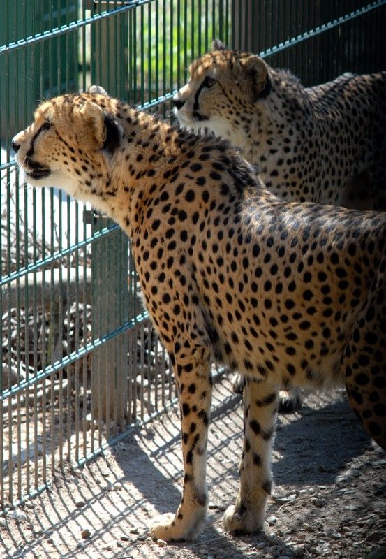 Od dnešního dne (15.8.2013) mají dva gepardi ze zoologické zahrady svá jména. Khalid a Rayan, což v překladu znamená v prvním případě nesmrtelná bytost, ve druhém brána do ráje. Dostali stejná jména jako jejich kmotři, kterými jsou chlapci podnikatele Wálida Osmana ze Spojených arabských emirátů. Právě tady tato vzácná zvířata ve volné přírodě žijí. Plzeňští gepardi patří k ojediněle chovanému poddruhu severoafrických súdánských gepardů, které chová jen minimum evropských zoo. Návštěvníci je najdou v komplexu afrických a asijských expozic. V zoo jsou od roku 2010. Slavnostní akce, která se nesla v arabském duchu, se zúčastnila také náměstkyně primátora Eva Herinková a radní Jiří Kuthan.