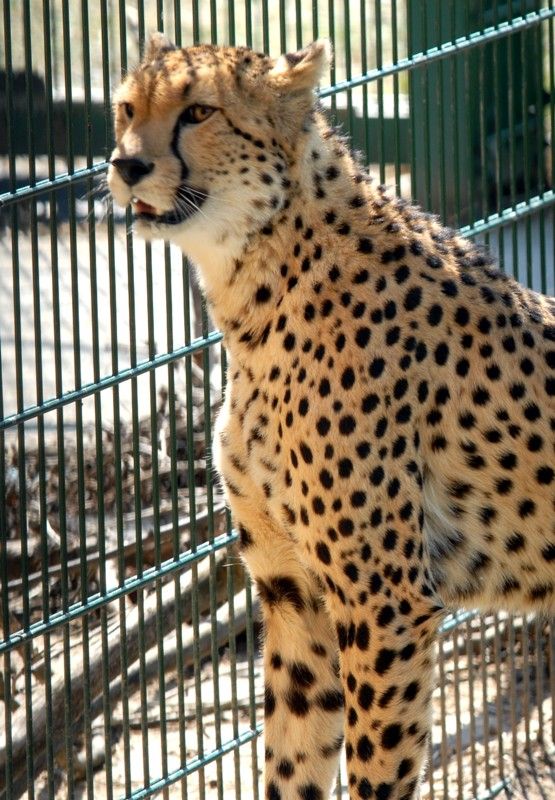 Od dnešního dne (15.8.2013) mají dva gepardi ze zoologické zahrady svá jména. Khalid a Rayan, což v překladu znamená v prvním případě nesmrtelná bytost, ve druhém brána do ráje. Dostali stejná jména jako jejich kmotři, kterými jsou chlapci podnikatele Wálida Osmana ze Spojených arabských emirátů. Právě tady tato vzácná zvířata ve volné přírodě žijí. Plzeňští gepardi patří k ojediněle chovanému poddruhu severoafrických súdánských gepardů, které chová jen minimum evropských zoo. Návštěvníci je najdou v komplexu afrických a asijských expozic. V zoo jsou od roku 2010. Slavnostní akce, která se nesla v arabském duchu, se zúčastnila také náměstkyně primátora Eva Herinková a radní Jiří Kuthan.