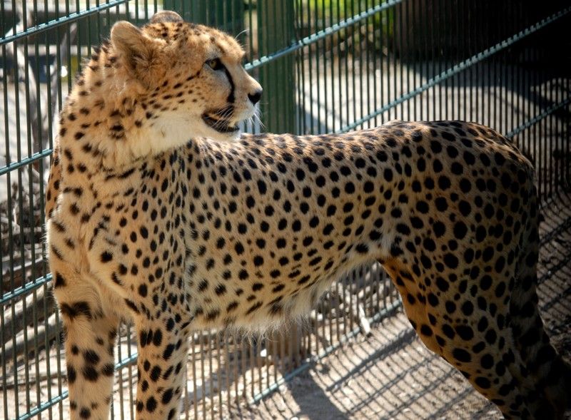 Gepardi z plzeňské zoo už mají svá jména