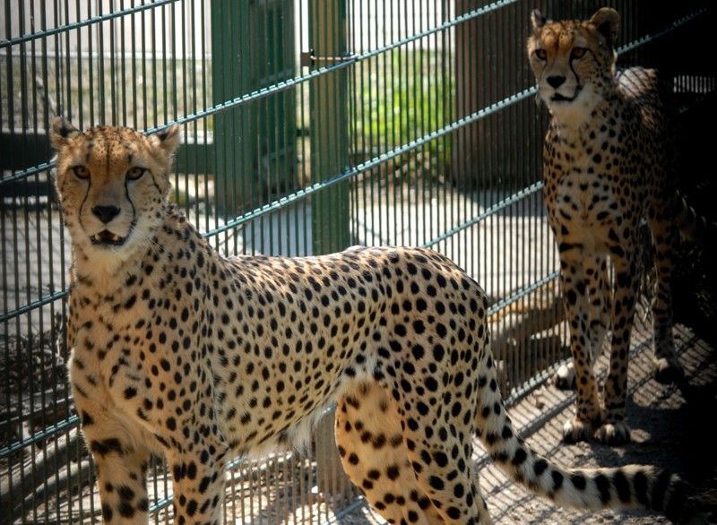 Od dnešního dne (15.8.2013) mají dva gepardi ze zoologické zahrady svá jména. Khalid a Rayan, což v překladu znamená v prvním případě nesmrtelná bytost, ve druhém brána do ráje. Dostali stejná jména jako jejich kmotři, kterými jsou chlapci podnikatele Wálida Osmana ze Spojených arabských emirátů. Právě tady tato vzácná zvířata ve volné přírodě žijí. Plzeňští gepardi patří k ojediněle chovanému poddruhu severoafrických súdánských gepardů, které chová jen minimum evropských zoo. Návštěvníci je najdou v komplexu afrických a asijských expozic. V zoo jsou od roku 2010. Slavnostní akce, která se nesla v arabském duchu, se zúčastnila také náměstkyně primátora Eva Herinková a radní Jiří Kuthan.