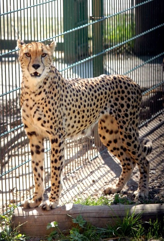 Od dnešního dne (15.8.2013) mají dva gepardi ze zoologické zahrady svá jména. Khalid a Rayan, což v překladu znamená v prvním případě nesmrtelná bytost, ve druhém brána do ráje. Dostali stejná jména jako jejich kmotři, kterými jsou chlapci podnikatele Wálida Osmana ze Spojených arabských emirátů. Právě tady tato vzácná zvířata ve volné přírodě žijí. Plzeňští gepardi patří k ojediněle chovanému poddruhu severoafrických súdánských gepardů, které chová jen minimum evropských zoo. Návštěvníci je najdou v komplexu afrických a asijských expozic. V zoo jsou od roku 2010. Slavnostní akce, která se nesla v arabském duchu, se zúčastnila také náměstkyně primátora Eva Herinková a radní Jiří Kuthan.