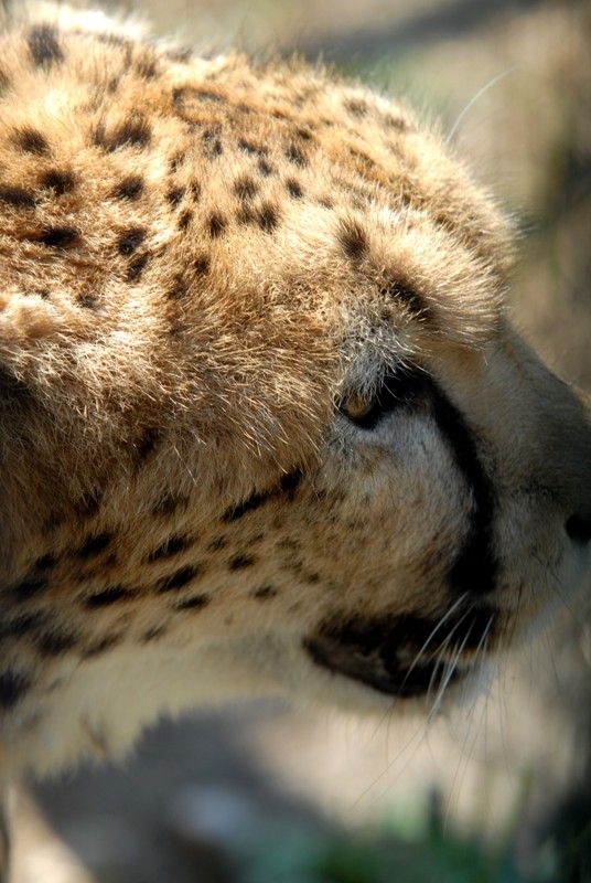 Od dnešního dne (15.8.2013) mají dva gepardi ze zoologické zahrady svá jména. Khalid a Rayan, což v překladu znamená v prvním případě nesmrtelná bytost, ve druhém brána do ráje. Dostali stejná jména jako jejich kmotři, kterými jsou chlapci podnikatele Wálida Osmana ze Spojených arabských emirátů. Právě tady tato vzácná zvířata ve volné přírodě žijí. Plzeňští gepardi patří k ojediněle chovanému poddruhu severoafrických súdánských gepardů, které chová jen minimum evropských zoo. Návštěvníci je najdou v komplexu afrických a asijských expozic. V zoo jsou od roku 2010. Slavnostní akce, která se nesla v arabském duchu, se zúčastnila také náměstkyně primátora Eva Herinková a radní Jiří Kuthan.